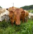 Vacas caracu do rebanho da fazenda Chiqueirão em Poços de Calda  Foto: Pedro Lotti/Revista Profissão Queijeira