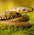 Veja o que este animal diz em sonhos  Foto: Shutterstock / João Bidu