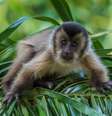 Os macacos-prego-amarelo têm uma habilidade cognitiva 'extraordinária', aponta pesquisa  Foto: Getty Images / BBC News Brasil