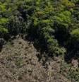 Pesquisa identificou 798 propriedades rurais embargadas pelo Ibama que receberam financiamento de bancos  Foto: DW / Deutsche Welle