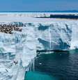 Felizmente, todos os filhotes saíram ilesos do salto livre  Foto: National Geographic