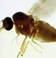 Culicoides paraenses, conhecido como maruim ou mosquito do mangue –  Foto: Maria Luiza Felippe Bauer/Instituto Oswaldo Cruz / Banda B