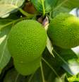 Conheça os benefícios da fruta-pão para a saúde  Foto: iStock