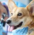Otite canina causa inflamação no ouvido dos cães, afetando o bem-estar do animal  Foto: megaflopp | Shutterstock / Portal EdiCase