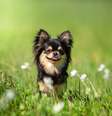 O chihuahua é um dos menores e mais encantadores cachorros do mundo  Foto: Evgeniia Shikhaleeva | Shutterstock / Portal EdiCase