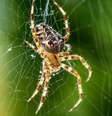 Pode ser um bom sinal!  Foto: Shutterstock / João Bidu
