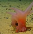 'Porco Barbie', 'Unicumber' e mais: cientistas descobrem espécies inusitadas no fundo do mar; veja fotos  Foto: Reprodução/Daily Mail