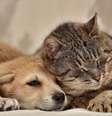 Castrar cachorros e gatos é fundamental para garantir a saúde deles  Foto: Anna Krivitskaya | Shutterstock / Portal EdiCase
