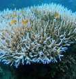 Estamos passando pela quarta onda de branqueamento em massa de corais, potencializada pelas mudanças climáticas e pelo El Niño, segundo pesquisadores  Foto: AIMS / BBC News Brasil