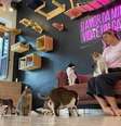 Giovanna Molinaro revela que mais de 550 de gatinhos já foram adotados no Gato Café.  Foto: Divulgação
