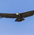 O Condor-dos-andes    Foto: Getty Images