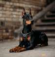 Os cachorros de grande porte precisam de alguns cuidados especiais devido ao seu tamanho  Foto: Jelizaveta Karakaja | Shutterstock / Portal EdiCase