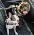 Veja como transportar cachorro em carro  Foto: Shutterstock / Alto Astral