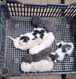 Grupos de protetores de animais denunciam maus-tratos contra cães e gatos na Ceagesp  Foto: Arquivo Pessoal