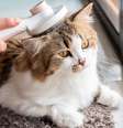 Veja os cuidados especiais com a pelagem dos gatos  Foto: Shutterstock / Alto Astral
