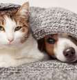 Veja os principais cuidados com os pets no frio  Foto: Shutterstock / Alto Astral