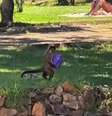 Ação dos macacos foi flagrada por visitantes  Foto: Reprodução/Redes Sociais