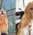 O cachorro Joca morreu durante um voo da Gol  Foto: Reprodução / Perfil Brasil