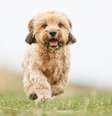 Deve-se avaliar as características físicas e comportamentais do cão para conhecer sua provável origem  Foto: Dyrefotografi | Shutterstock / Portal EdiCase