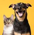Você tem se perguntado o que significa sonhar com animais? Desde tempos antigos, diferentes culturas atribuíram interpretações simbólicas!  Foto: Shutterstock / João Bidu