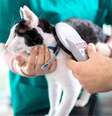 Microchip ajuda a identificar o animal de estimação  Foto: Shutterstock / Alto Astral