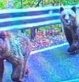 Turista é atacada por urso após parar na beira de uma estrada para tirar foto na Romênia  Foto: Reprodução/STV News