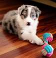 É preciso ter cuidado com alguns brinquedos para manter o bem-estar dos pets  Foto: Annorak Nk | Shutterstock / Portal EdiCase
