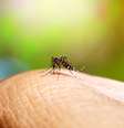 Mais da metade da população mundial pode ficar sob risco de doenças transmitidas por mosquitos, dizem pesquisadores  Foto: Noppharat05081977