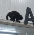 Macaco conhecido como 'Chico' provoca 'caos' em supermercado em SC  Foto: Reprodução/Redes Sociais
