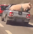 Motorista transporta porco amarrado em caçamba de carro em rodovia paulista   Foto: Reprodução/Redes Sociais 
