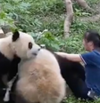 Pandas atacam uma cuidadora na frente de visitantes em zoológico na China  Foto: Reprodução/YouTube