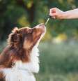 Os suplementos alimentares favorecem a saúde dos animais de estimação  Foto: 24K-Production | Shutterstock / Portal EdiCase