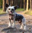 Alguns cachorros se destacam por suas características físicas distintas  Foto: Anna_Bondarenko | Shutterstock / Portal EdiCase