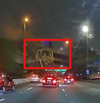 Caminhão capota em viaduto, carga com madeira cai e atinge carros em SP; veja  Foto: Reprodução/Twitter