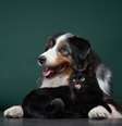 Alguns tipos de sarna podem causar problemas na pele dos pets  Foto: dezy | Shutterstock / Portal EdiCase
