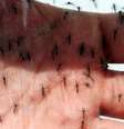 Cidade de São Paulo confirma 105 mortes em decorrência da dengue em 2024.  Foto: Sérgio Castro|Estadão / Estadão