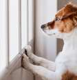 Ansiedade de separação afeta a saúde de cães  Foto: Shutterstock / Alto Astral