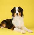 Saber o tamanho que o cachorro ficará é importante para oferecer bem-estar ao pet  Foto: JessicaMcGovern | Shutterstock / Portal EdiCase