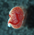 Tecido renal em transplante entre fetos (Imagem: Morimoto et al, 2024/Nature)  Foto: Canaltech
