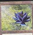 Carta Black Lotus da impressão original do primeiro conjunto de Magic é a mais cara já vendida até hoje  Foto: Reprodução / cgccards