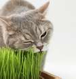 Gato comendo grama dentro de casa.  Foto: Foto: Istock