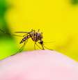 SP registra 1º óbito do ano por febre amarela; veja como prevenir  Foto: Shutterstock / Saúde em Dia