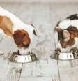 Uma nutrição adequada é essencial para garantir a saúde e o bem-estar dos pets  Foto: Gladskikh Tatiana | Shutterstock / Portal EdiCase