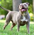 O american bully é um cachorro dócil e muito amigável  Foto: alberto clemares exposito | Shutterstock / Portal EdiCase