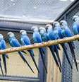Zoológico de São Paulo inaugura Centro de Conservação para a ararinha-azul  Foto: Divulgação