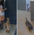 Vídeo do momento viralizou nas redes sociais nesta semana, 5  Foto: Reprodução/Tik Tok