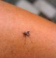 Mosquito da dengue pode ser identificado por suas listras e tamanhos  Foto: hendy Faisal/iStock
