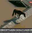 Cavalo ilhado se equilibra em telhado no RS  Foto: GloboNews