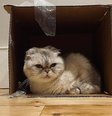 Olivia Benson, a gata de Taylor Swift  Foto: Reprodução/Instagram/@taylorswift