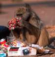 Diversas espécies de animais estão se adaptando à vida nas cidades humanas em busca de comida.  Foto: Alamy / BBC News Brasil